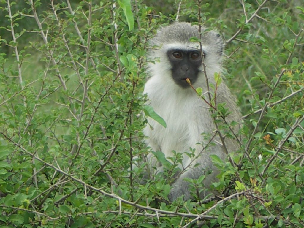 vervet monkey